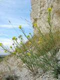 Erysimum cretaceum
