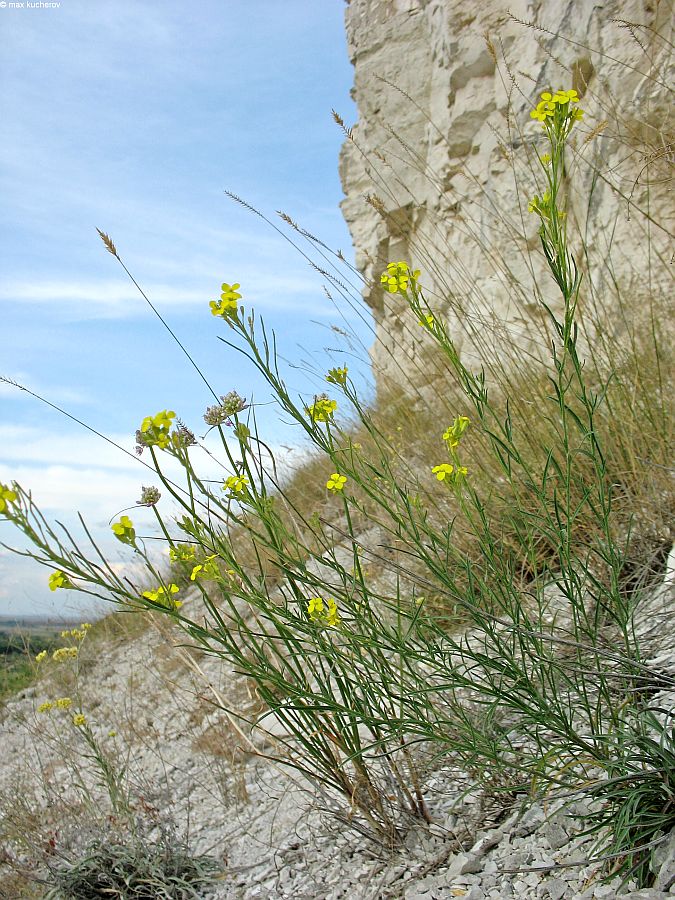 Image of Erysimum cretaceum specimen.