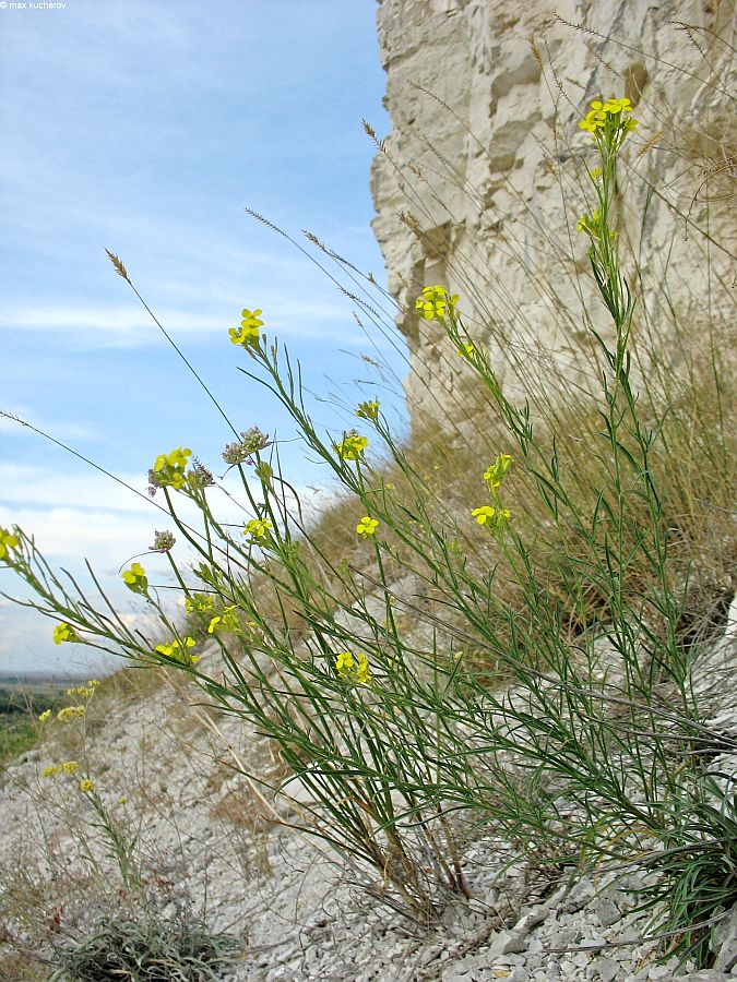 Изображение особи Erysimum cretaceum.