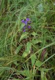 Campanula trachelium
