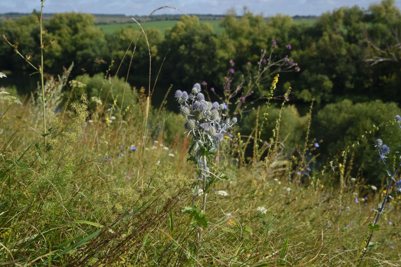 Image of Eryngium planum specimen.