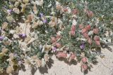 genus Oxytropis