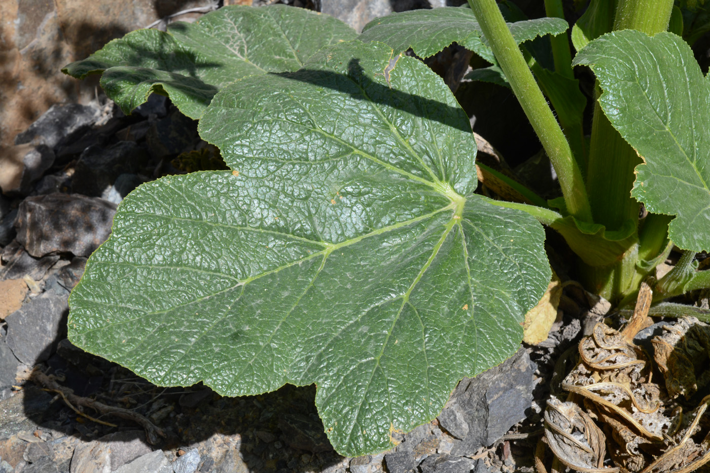 Image of Tetrataenium olgae specimen.