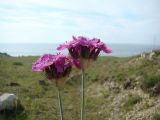 Dianthus andrzejowskianus. Верхушки побегов с соцветиями. Крым, Керченский п-ов, Караларский РЛП. 06.06.2008.