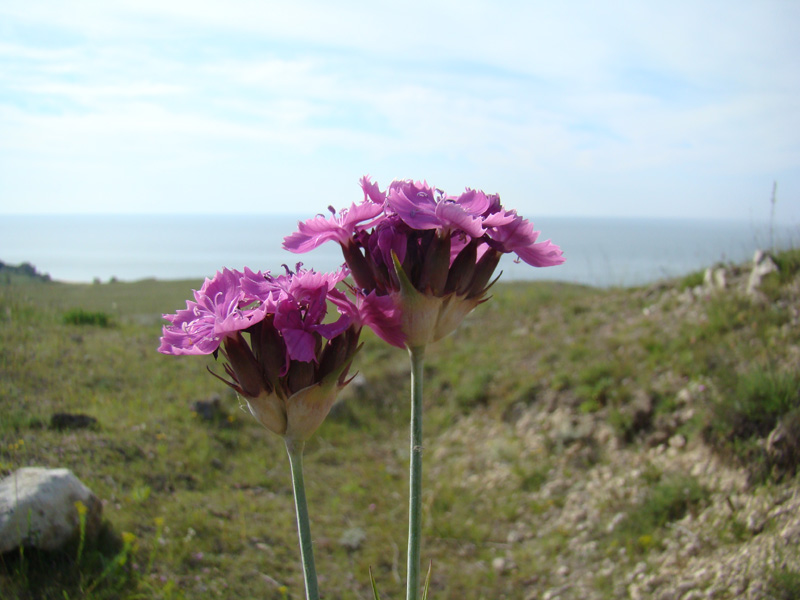 Изображение особи Dianthus andrzejowskianus.