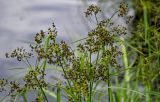 Scirpus radicans