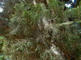 Cupressus sempervirens