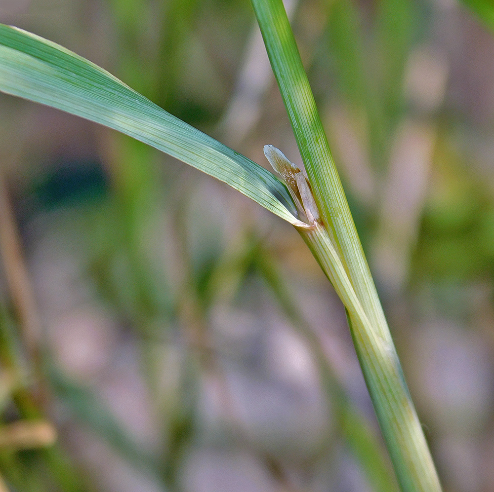 Изображение особи Calamagrostis pseudophragmites.