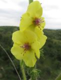 Verbascum adrianopolitanum