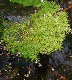 Callitriche palustris