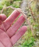 Elymus sibiricus