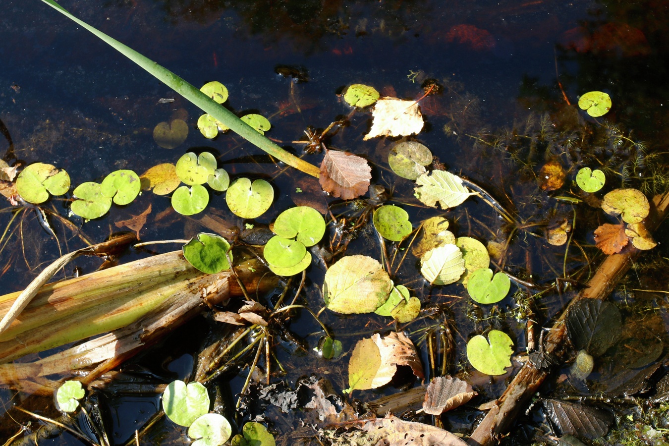 Изображение особи Hydrocharis morsus-ranae.