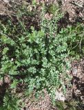 Rhodiola heterodonta