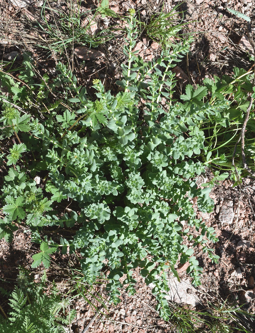 Image of Rhodiola heterodonta specimen.