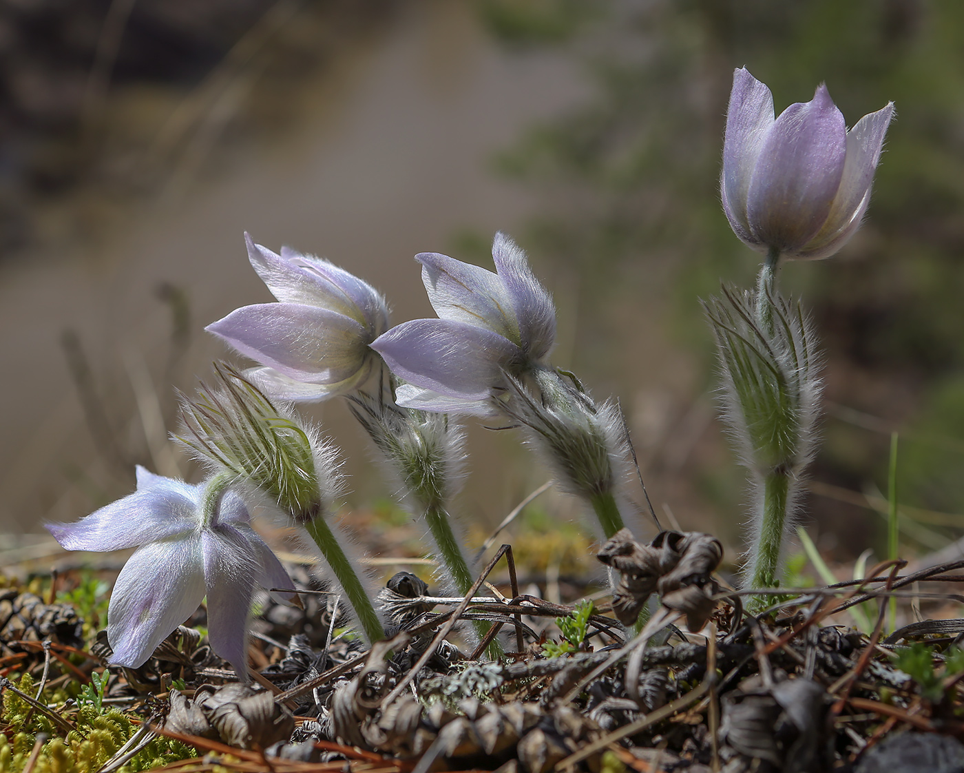 Image of Pulsatilla uralensis specimen.