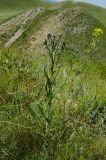 Jurinea multiflora. Растение с развивающимся соцветием. Оренбургская обл., Беляевский р-н, Донской сельсовет, степной склон. 28 мая 2024 г.