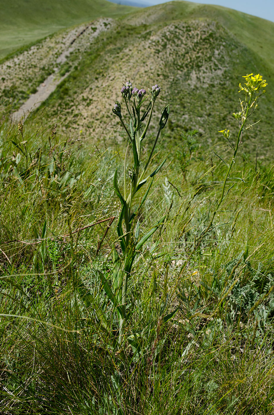 Image of Jurinea multiflora specimen.