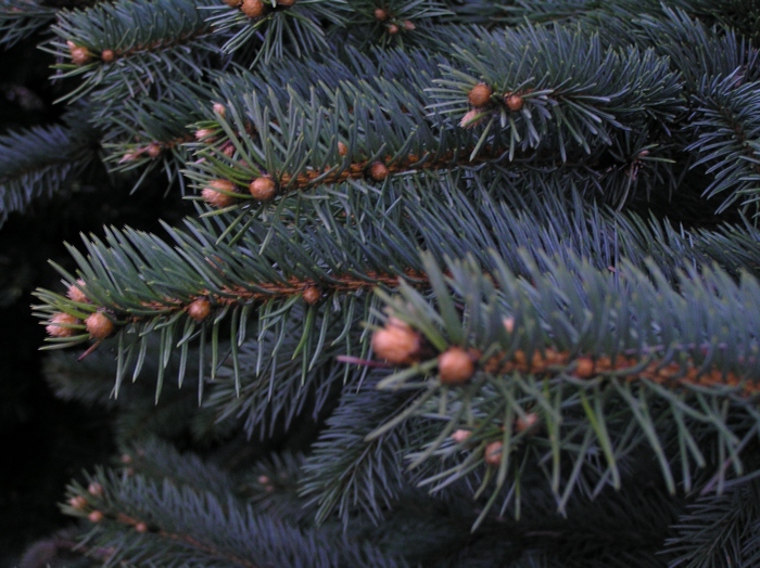 Image of Picea pungens f. glauca specimen.