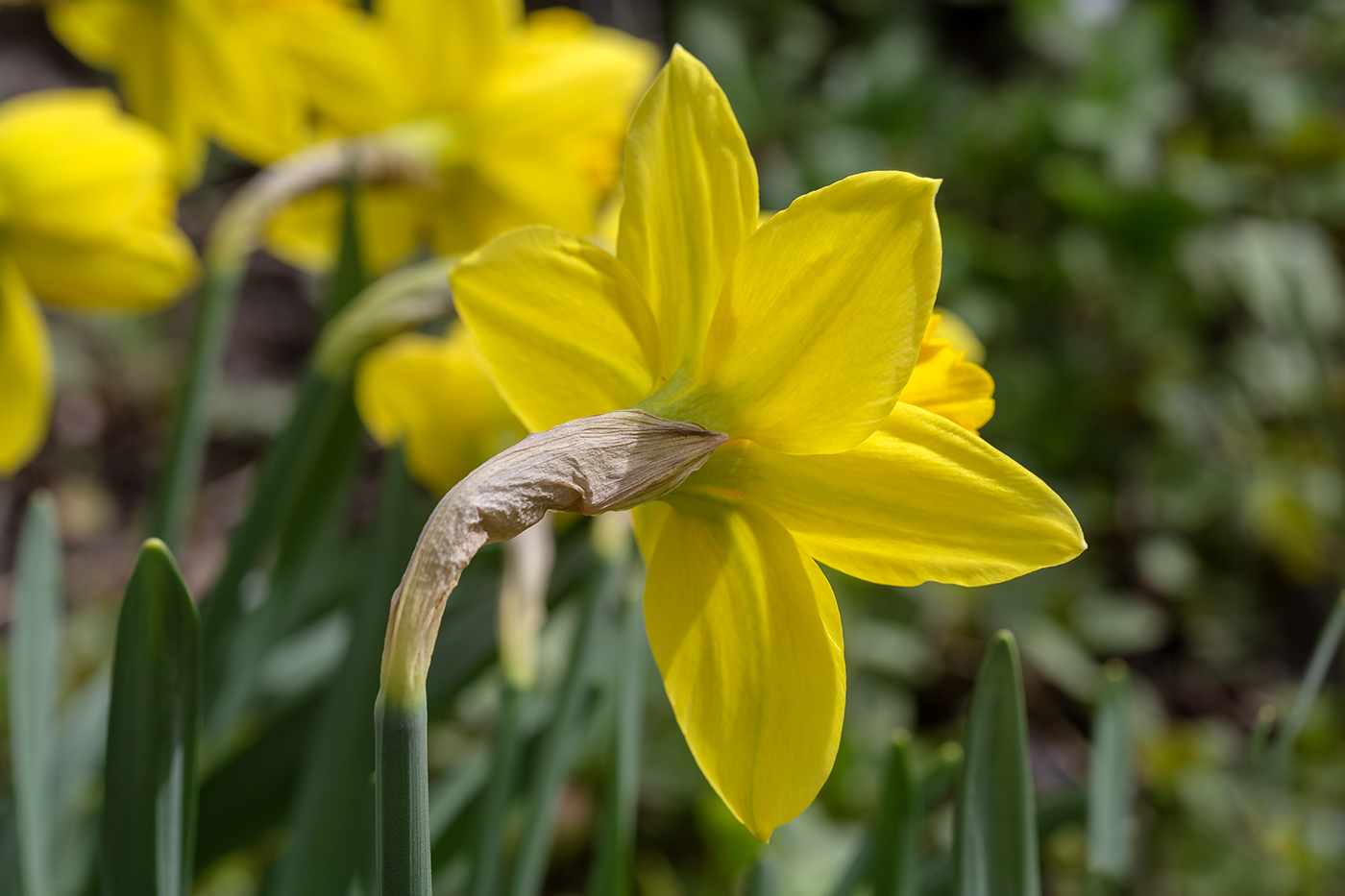 Image of Narcissus pseudonarcissus specimen.