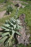 род Verbascum. Растения с развивающимися цветоносами. Турция, ил Карс, окр. г. Дигор, участок ущ. р. Дигор в 500 м ниже монастыря Хтзконк, левый борт ущелья, сухой каменистый участок. 19 мая 2025 г.