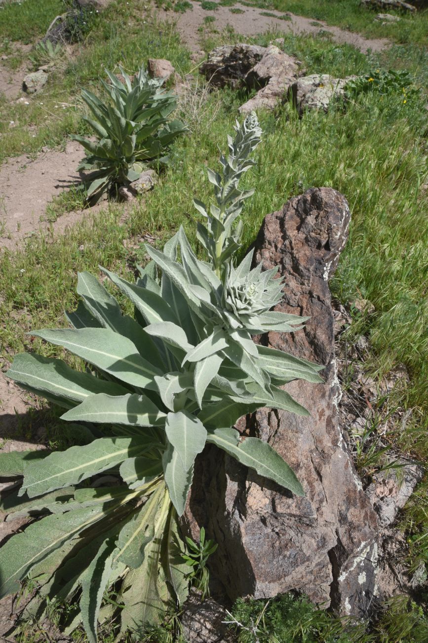 Изображение особи род Verbascum.