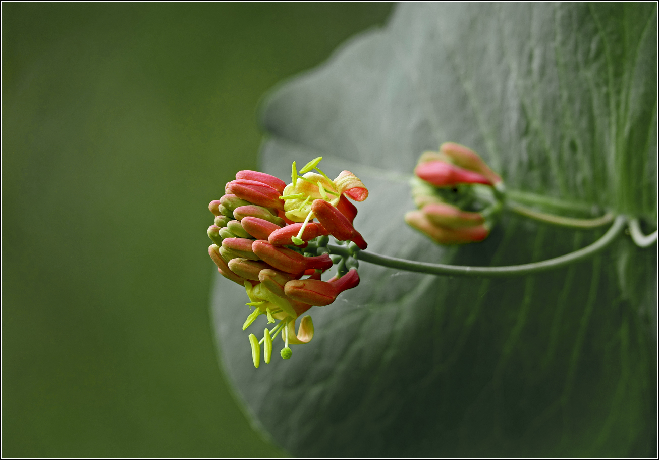 Изображение особи Lonicera dioica.