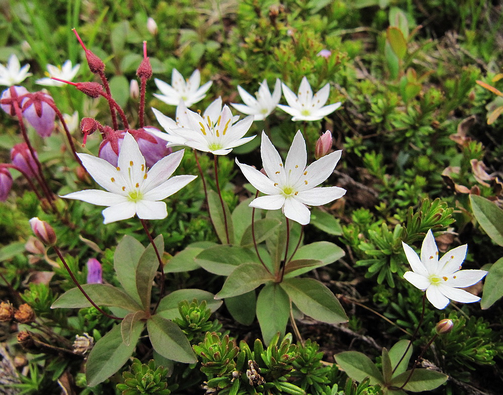 Изображение особи Trientalis europaea.