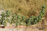 род Amaranthus