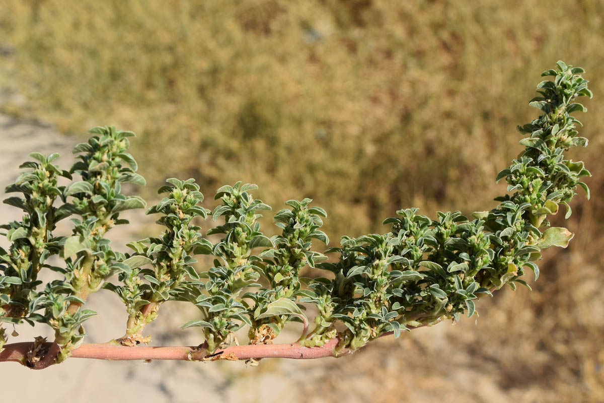 Изображение особи род Amaranthus.