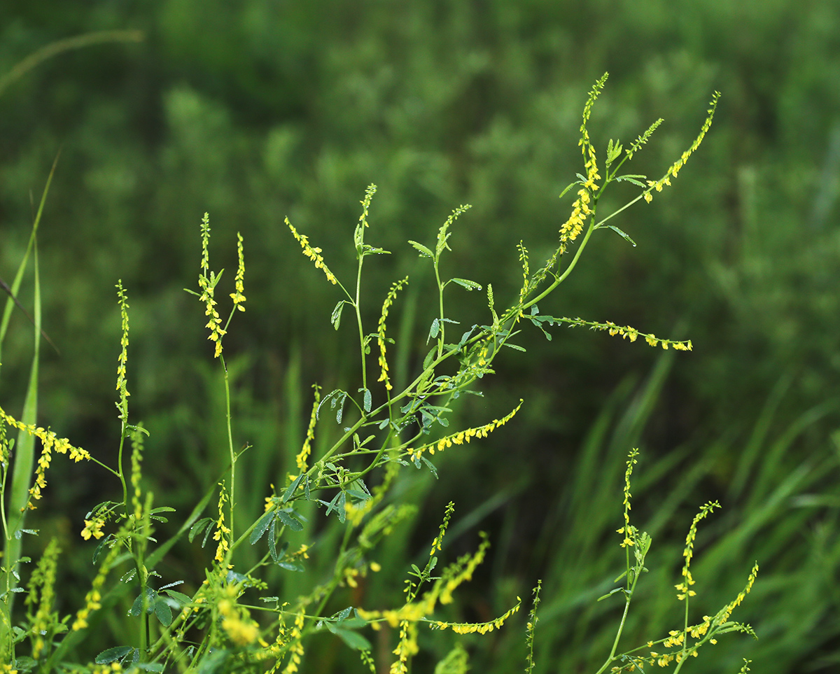 Изображение особи Melilotus suaveolens.
