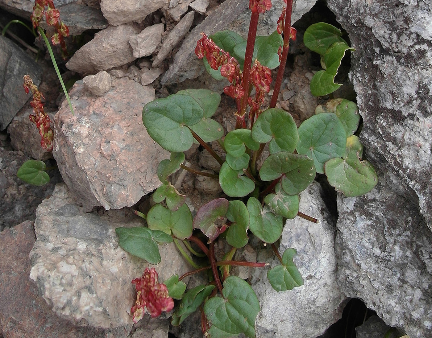 Image of Oxyria digyna specimen.