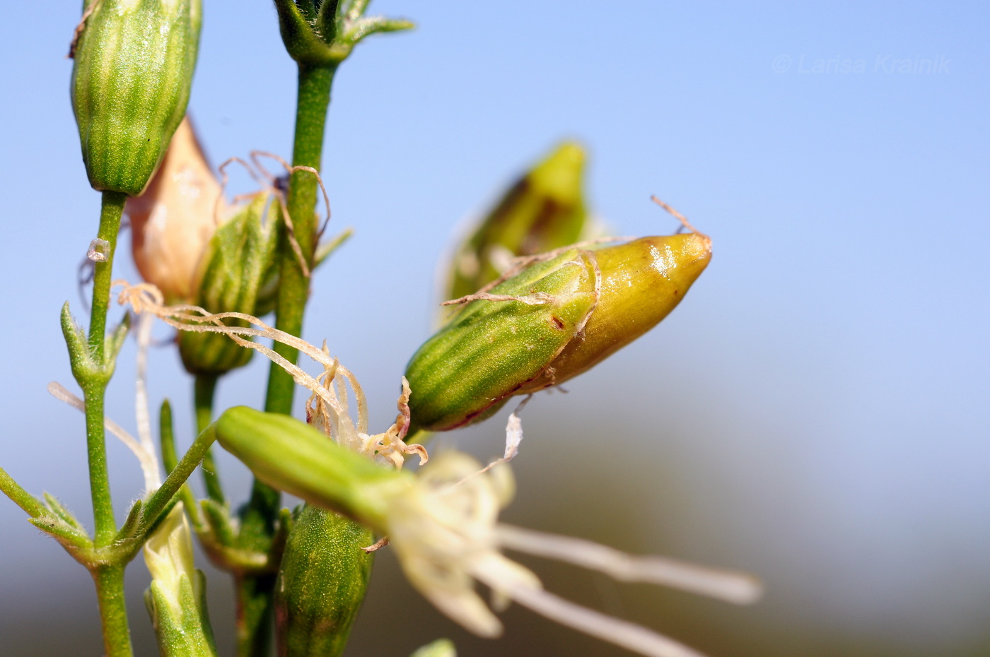 Image of Silene foliosa specimen.