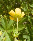род Potentilla. Верхушка побега с цветком. Карачаево-Черкесия, Зеленчукский р-н, гора Джангур, ≈ 1500 м н.у.м., сниженный субальпийский луг. 04.06.2025.
