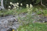 Cirsium obvallatum. Зацветающее растение. Карачаево-Черкесия, Зеленчукский р-н, окр. пос. Архыз, дол. р. София, берег ручья. 23.07.2025.