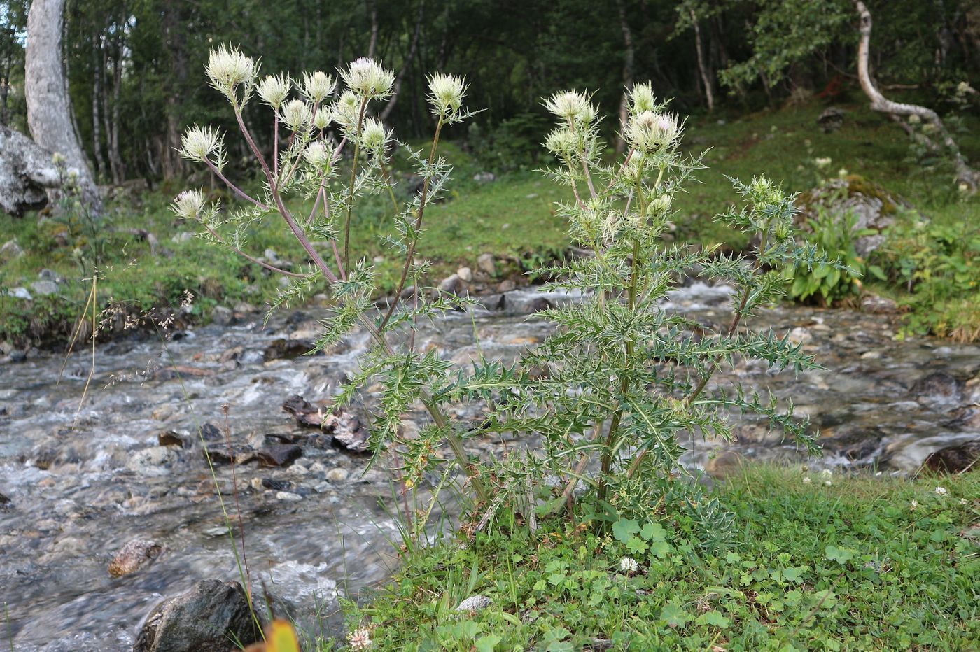 Изображение особи Cirsium obvallatum.