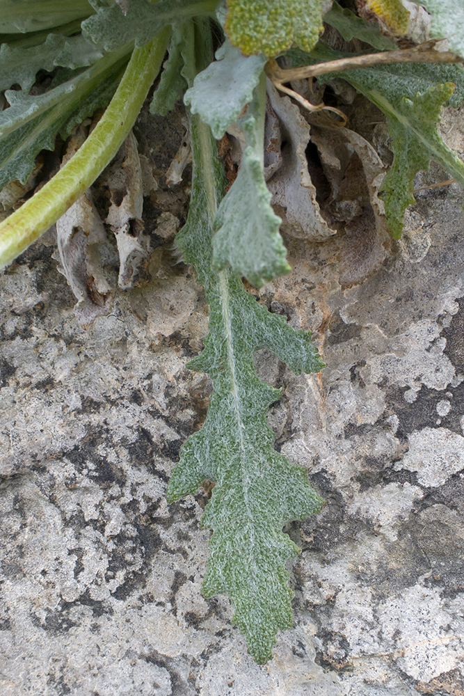 Изображение особи Salvia canescens.