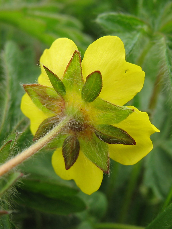 Изображение особи Potentilla heptaphylla.