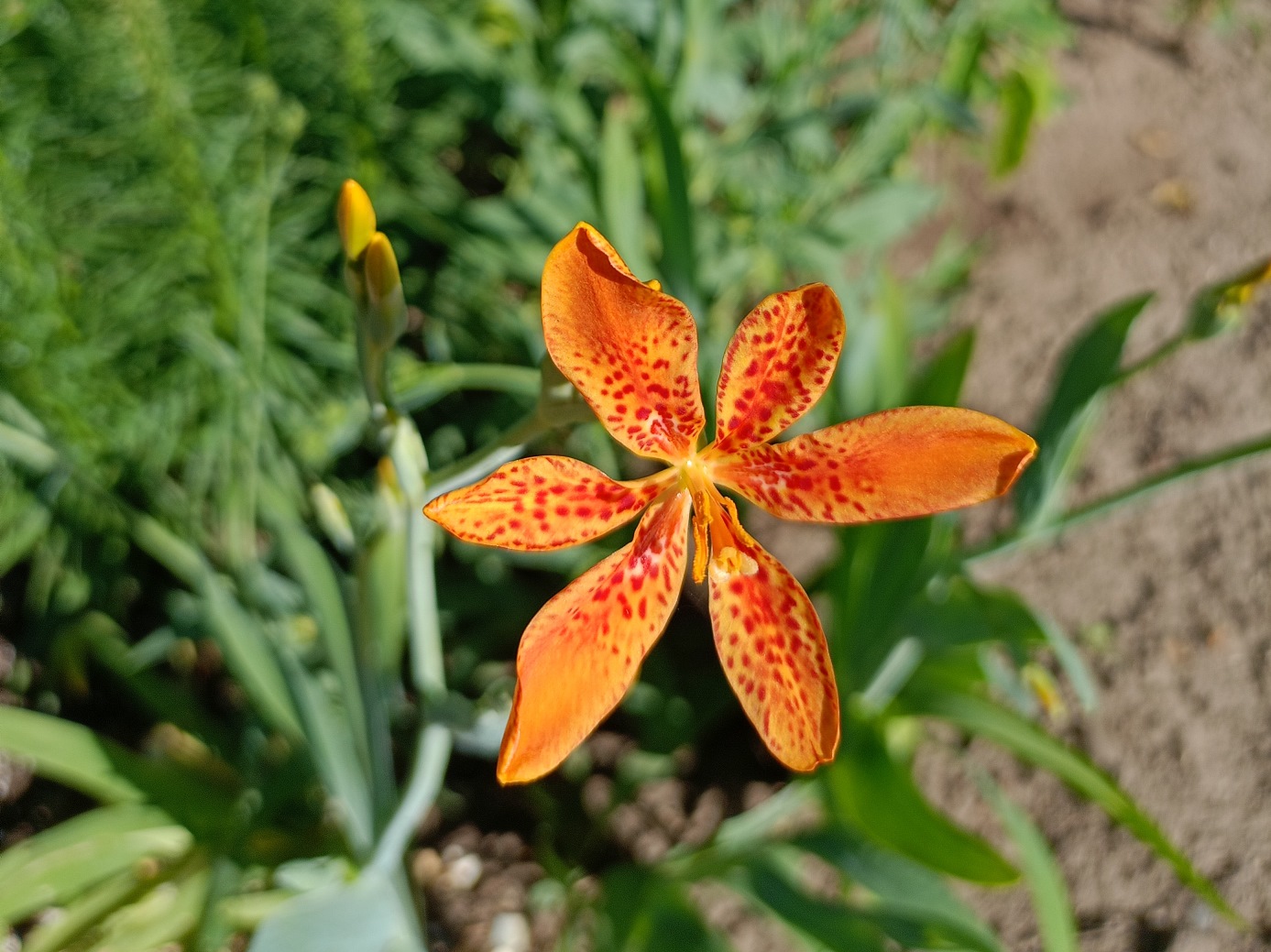 Изображение особи Belamcanda chinensis.