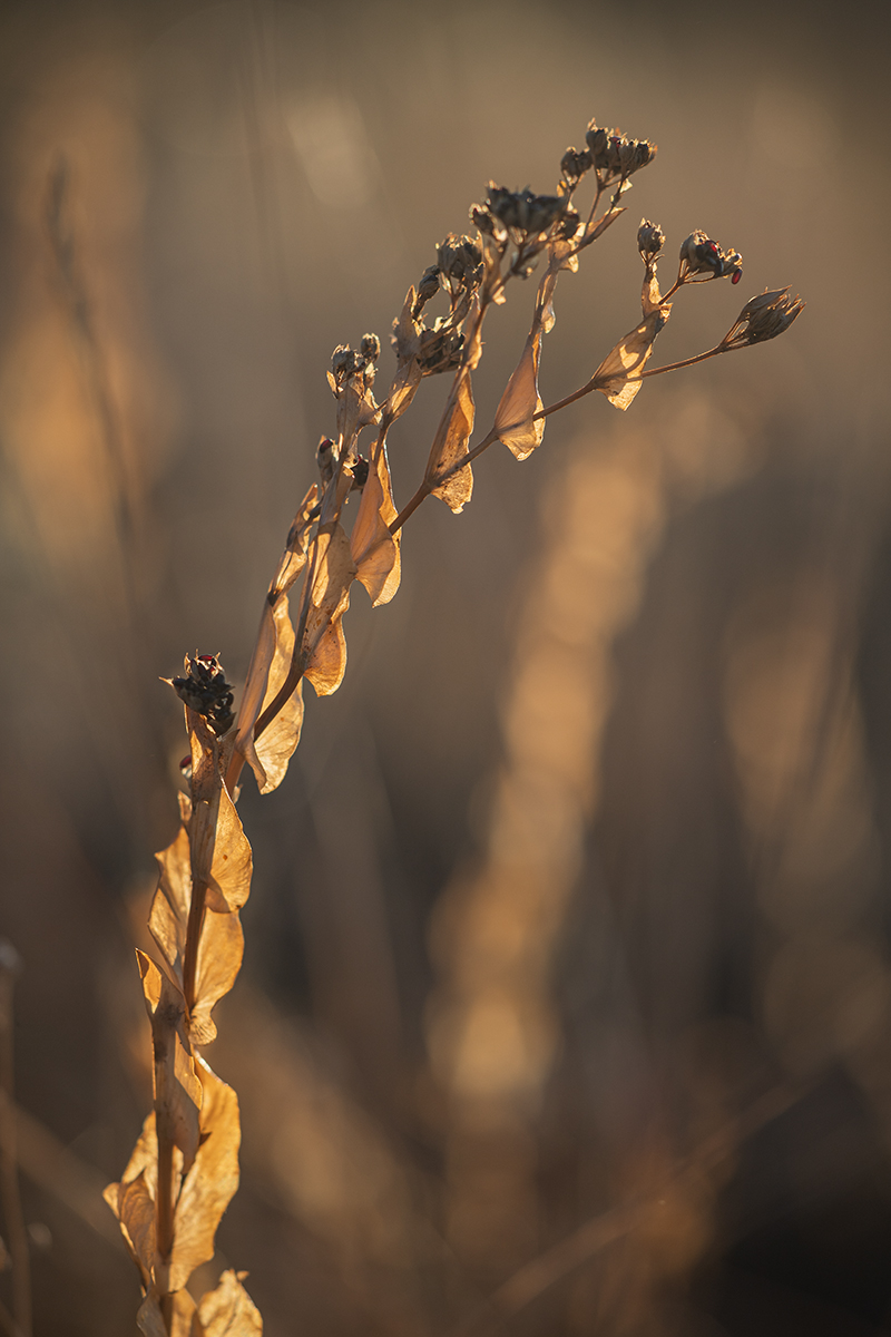 Изображение особи Bupleurum rotundifolium.