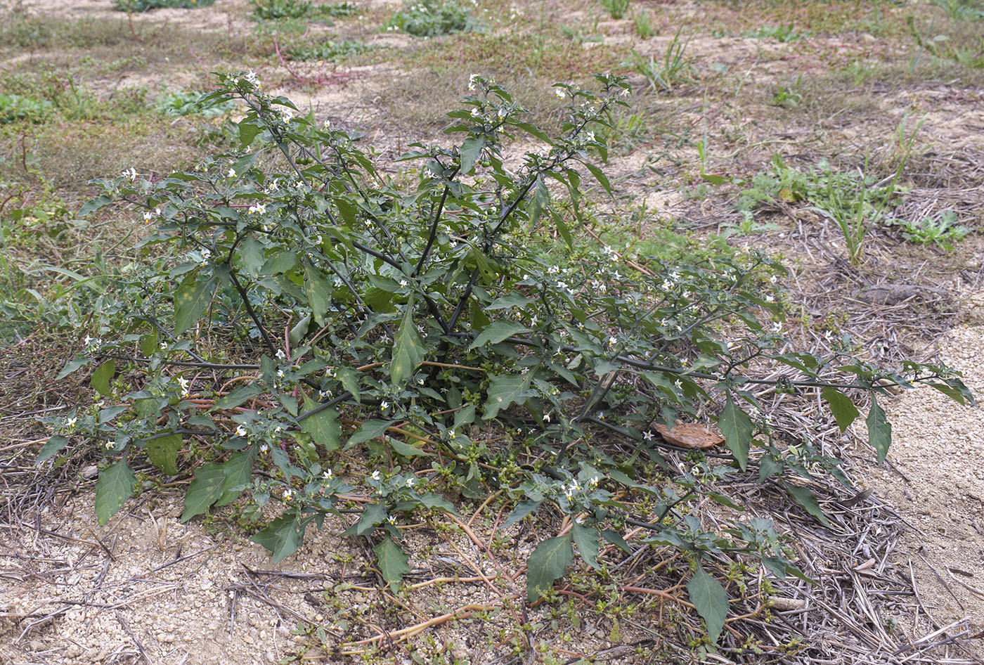 Изображение особи Solanum nigrum.