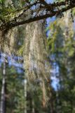 genus Usnea. Талломы на ветви ели (Picea abies). Беларусь, Витебская обл., окр. дер. Сурмино, бруснично-зеленомошный мелколиственно-сосново-еловый лес, опушка у вырубки. 12.08.2025.