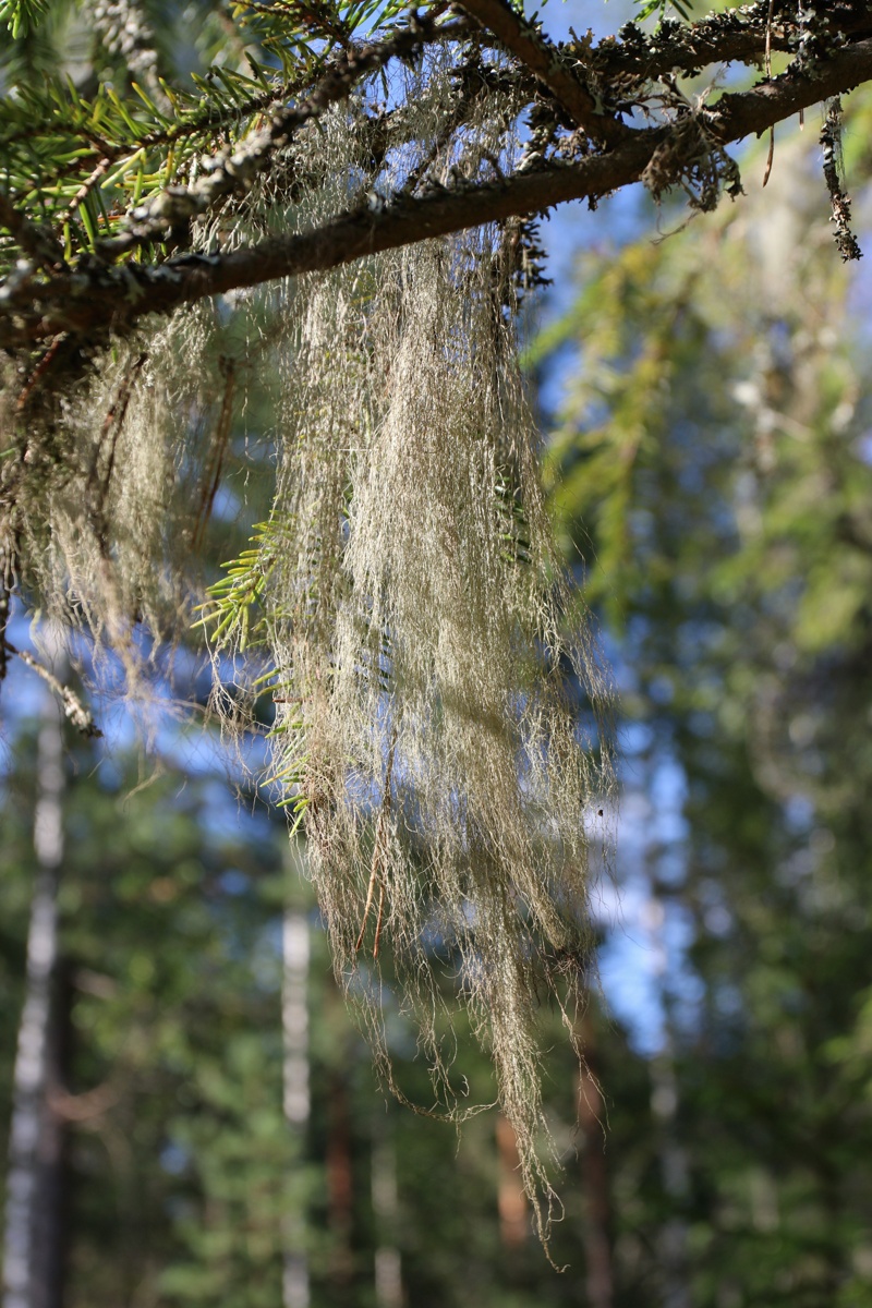Image of genus Usnea specimen.