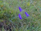 род Campanula. Цветущее растение. Кабардино-Балкария, Черекский р-н, гора Хазнибаши, ≈ 2900 м н.у.м., альпийский луг. 30.07.2025.