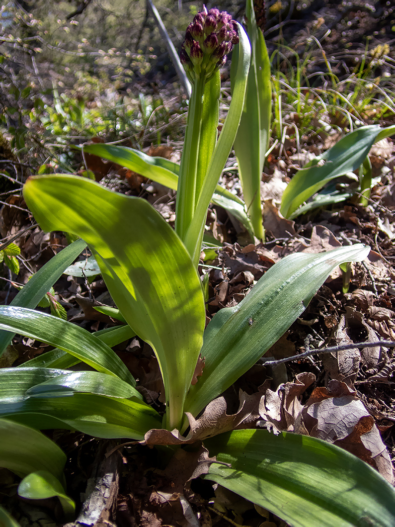 Image of Orchis purpurea specimen.