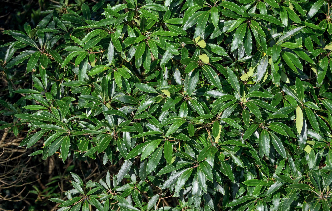 Image of Pittosporum undulatum specimen.