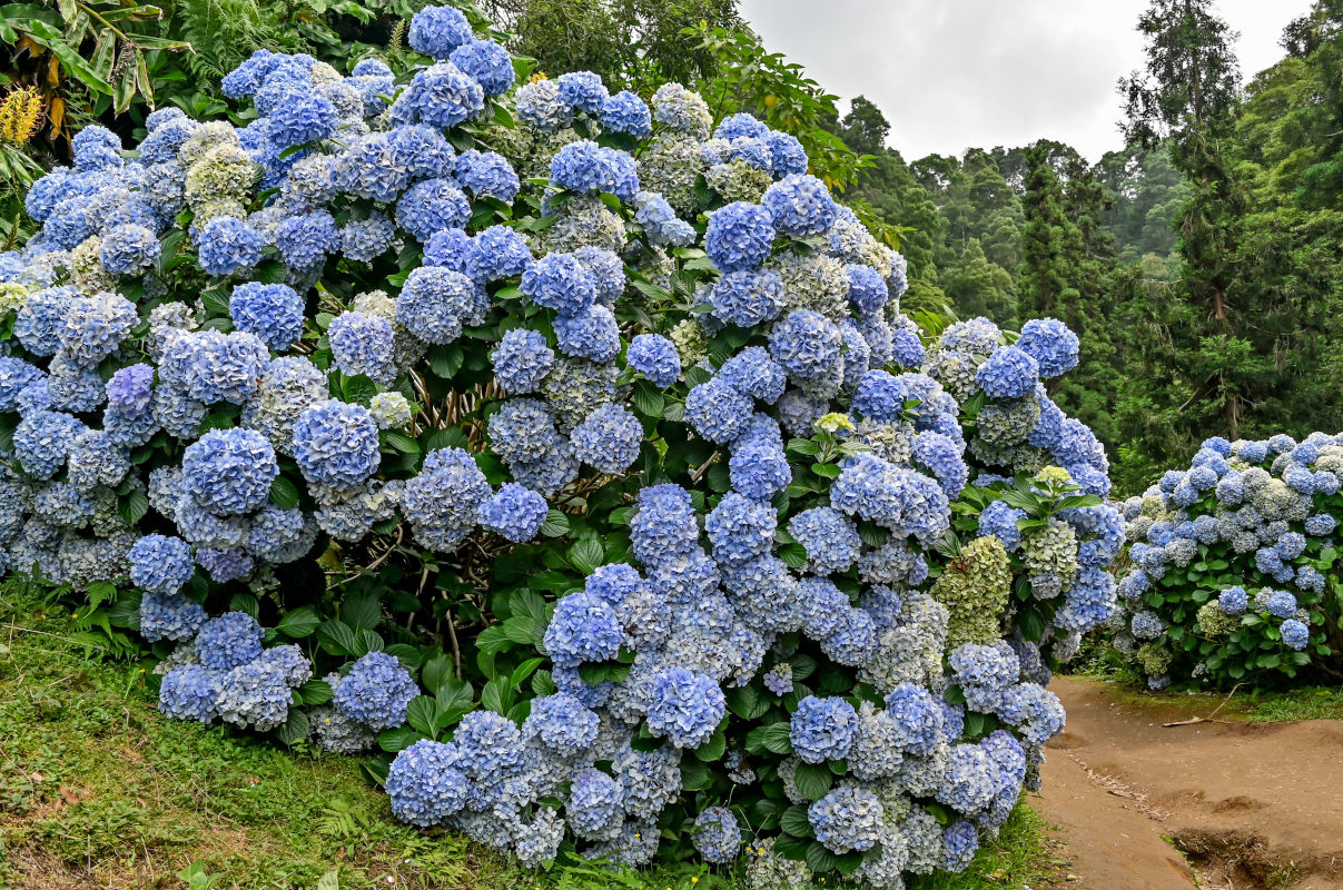 Изображение особи Hydrangea macrophylla.