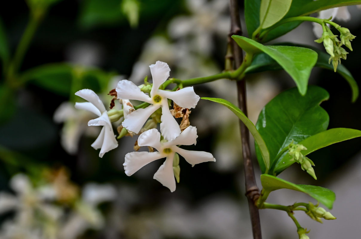 Image of Trachelospermum jasminoides specimen.