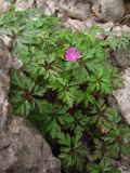 Geranium purpureum