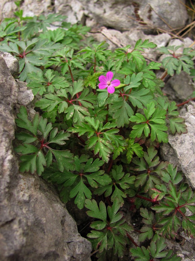 Изображение особи Geranium purpureum.