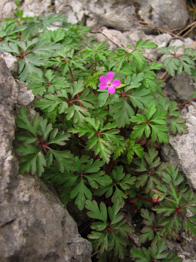 Image of Geranium purpureum specimen.